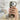 Litchi Texture Card Bag Ring Holder Vegan Leather + PC Phone Case with Shoulder Strap, For iPhone 13 Pro Max, For iPhone 13 Pro, For iPhone 13