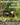 Planting trees-Plant 5 Trees with Utrano to Help People in More Than One Country Utrano